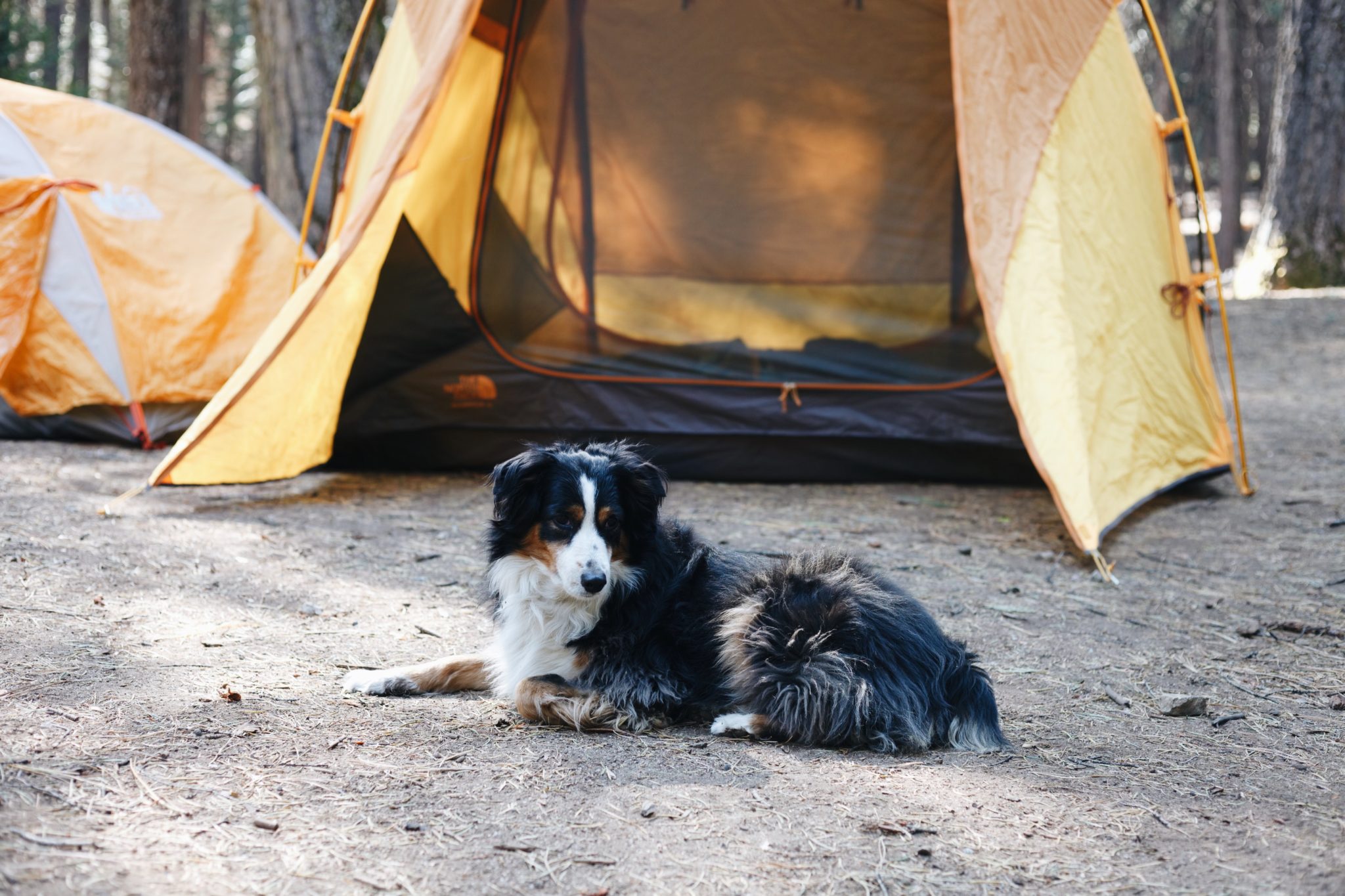 Camping at Calaveras Big Trees State Park – Pink on the Cheek