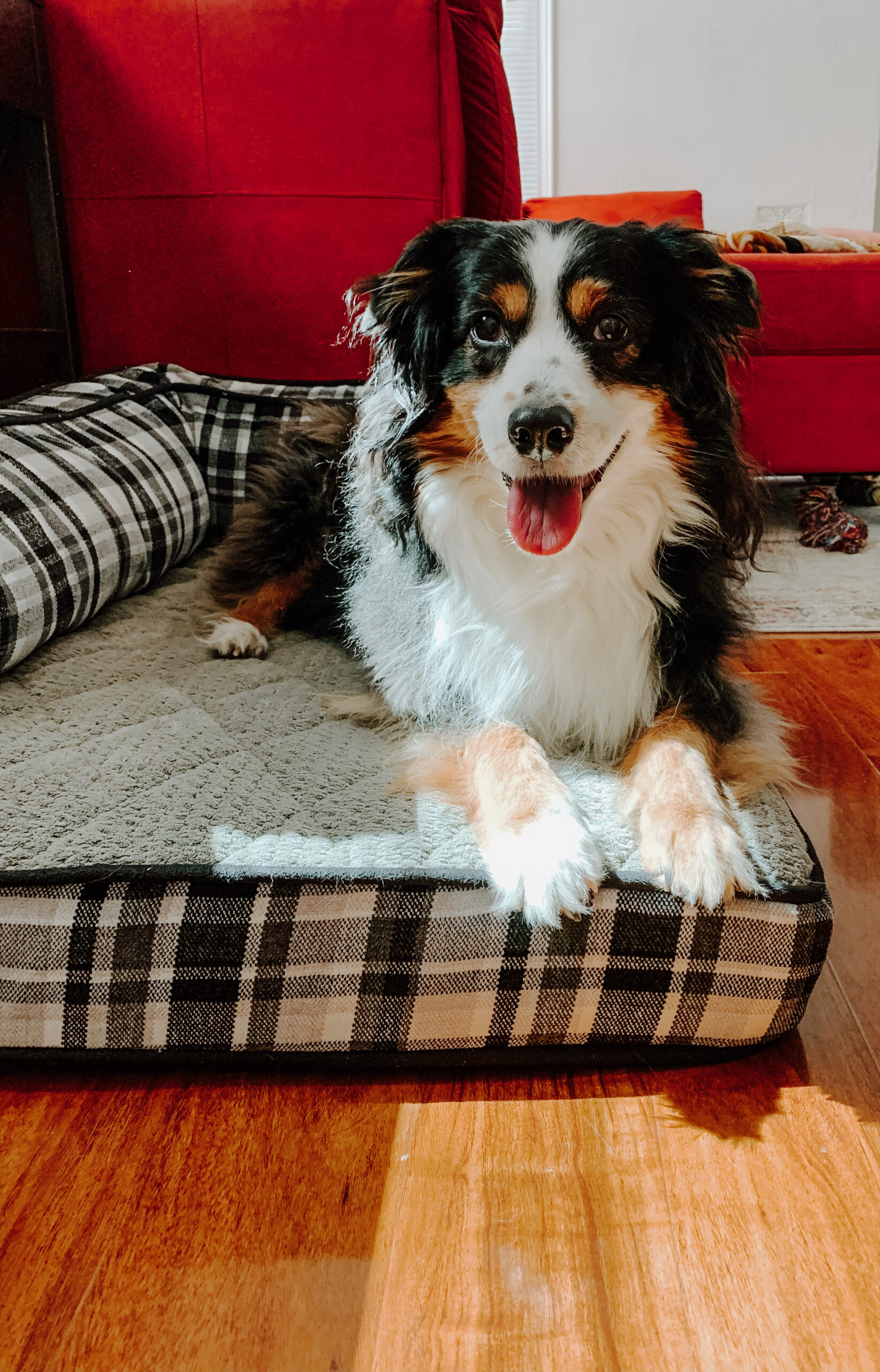 Finding the Best Dog Bed for You and Your Dog - Pink on the Cheek